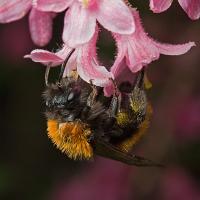 Tawny Mining Bee 3 